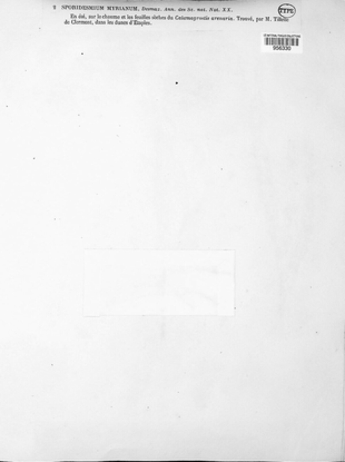 Sporidesmium myrianum image